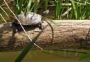 Balkan pond turtle (Mauremys rivulata) ©  Pandion Wild Tours